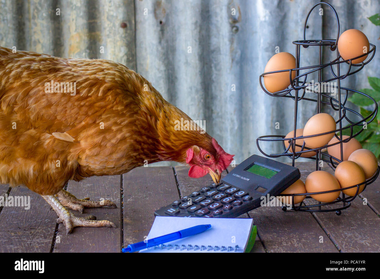 Chicken tax hi-res stock photography and images - Alamy Chicken tax hi-res stock photography and images - Alamy