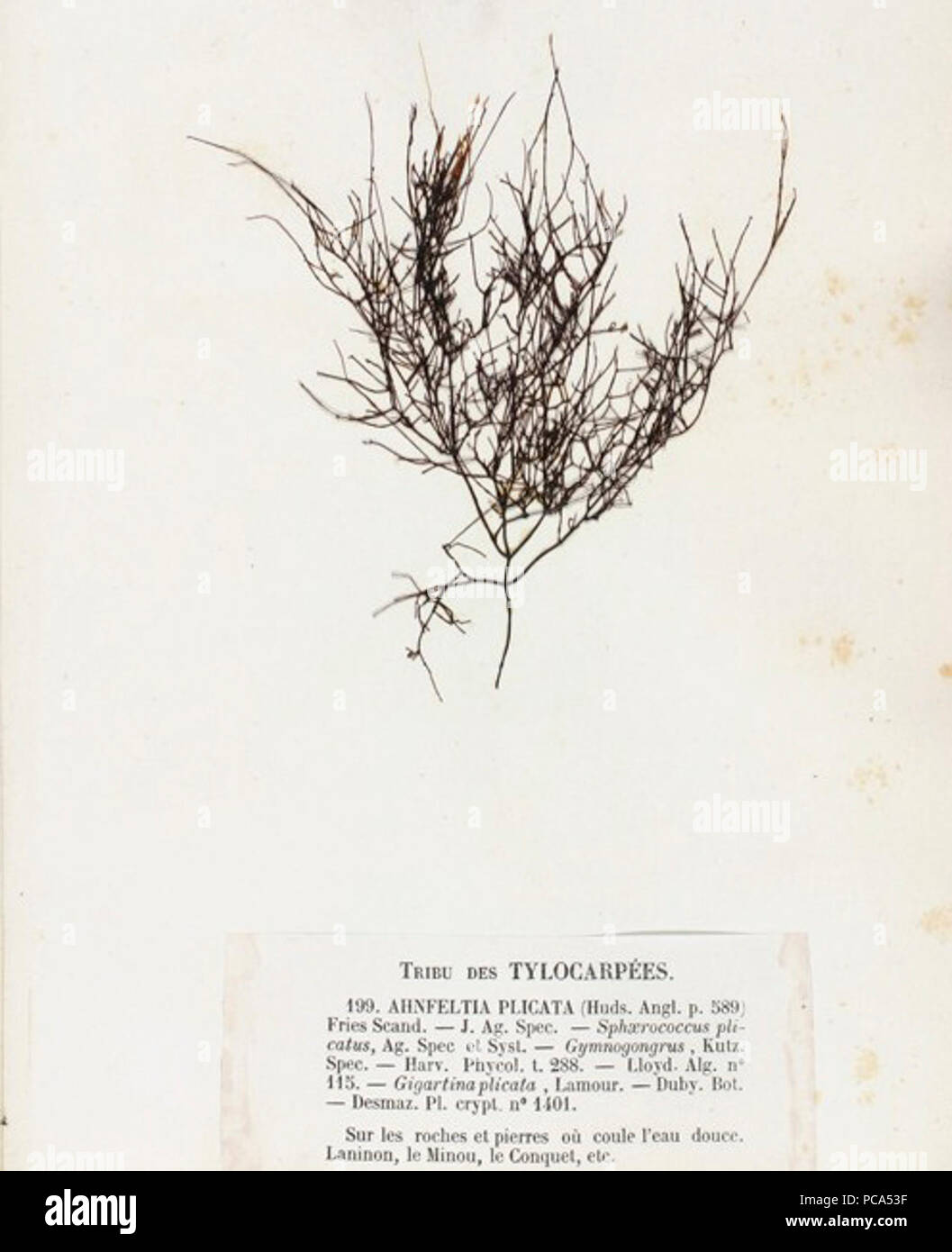Ahnfeltia plicata Crouan. Stock Photo
