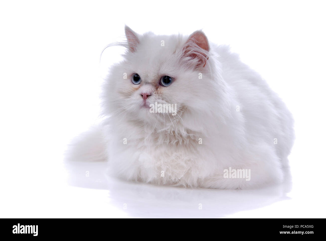 white cat isolated on white background Stock Photo - Alamy