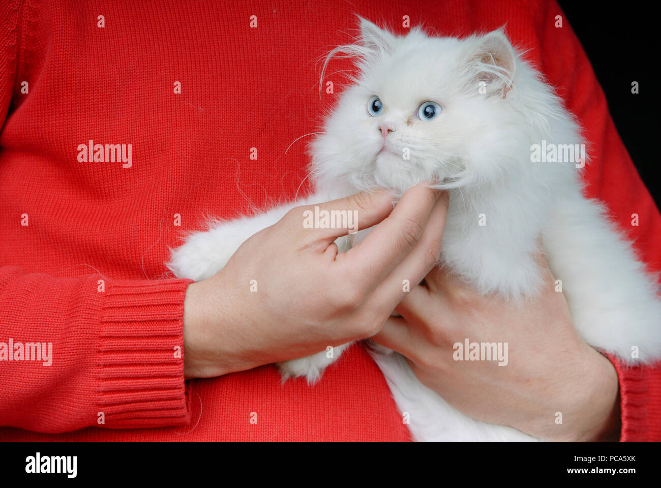 young white cat in human arms detail Stock Photo Alamy