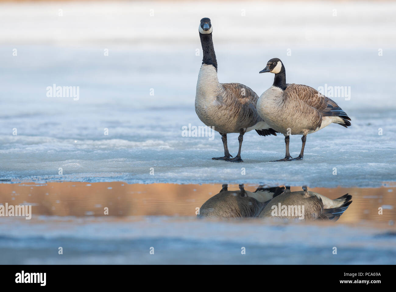 E canada goose cheap