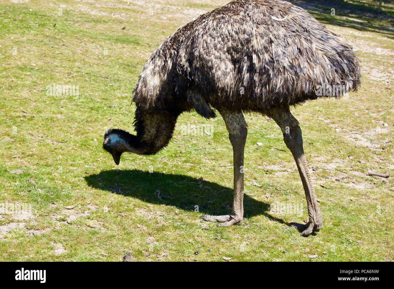 Australian Wildlife: Beautiful and curious brown emu close-up in a park in Victoria (Australia) close to Melbourne Stock Photo