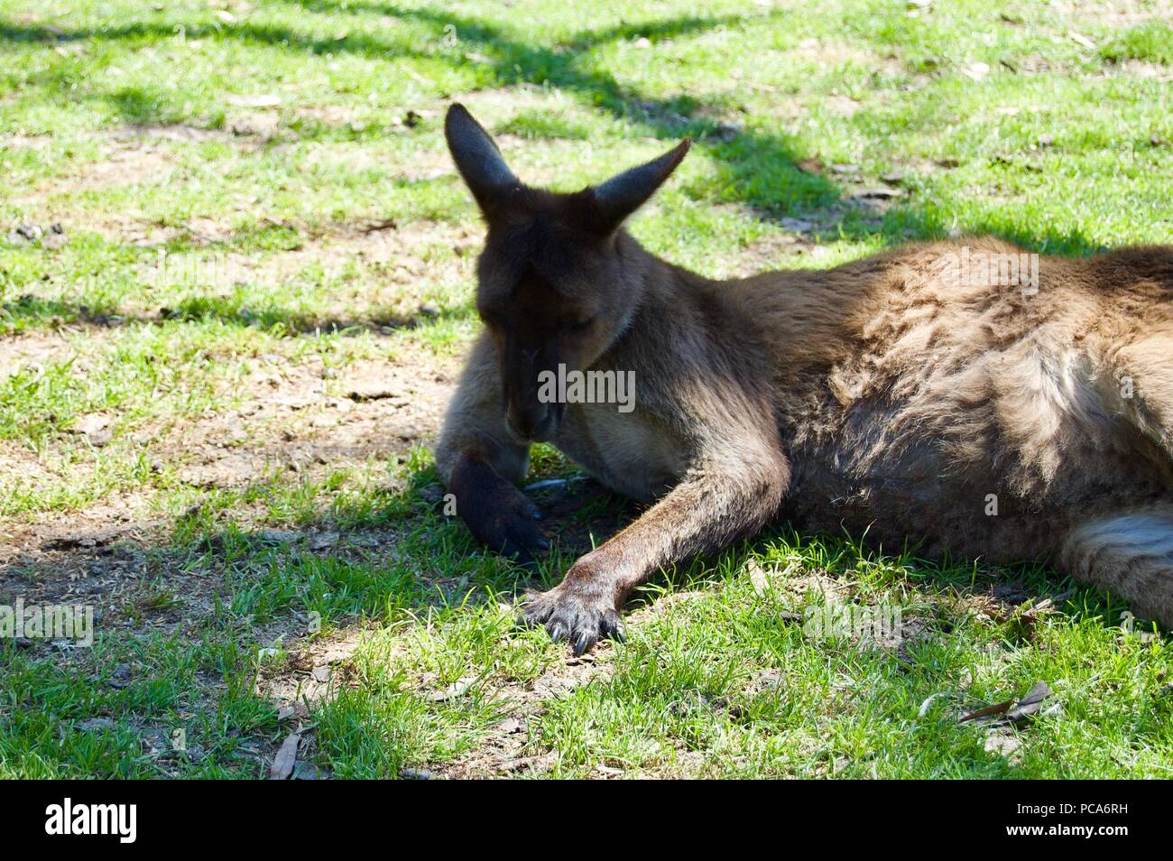 Cute furry brown kangaroo in Victoria (Australia) close to Melbourne