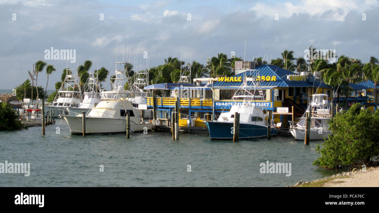 On the Atlantic Ocean side of the Florida Keys Scenic Highway, the colorful and quaint, palm tree-lined Whale Harbor Marina hosts a variety of fishing charter boats and jet ski rentals. Stock Photo