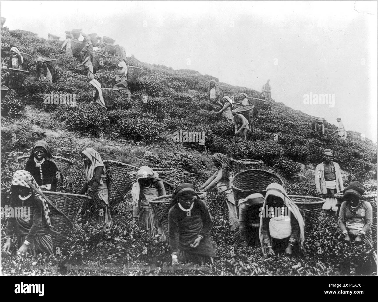 Tea pickers in the Himilayas, India 1890-1923 Stock Photo