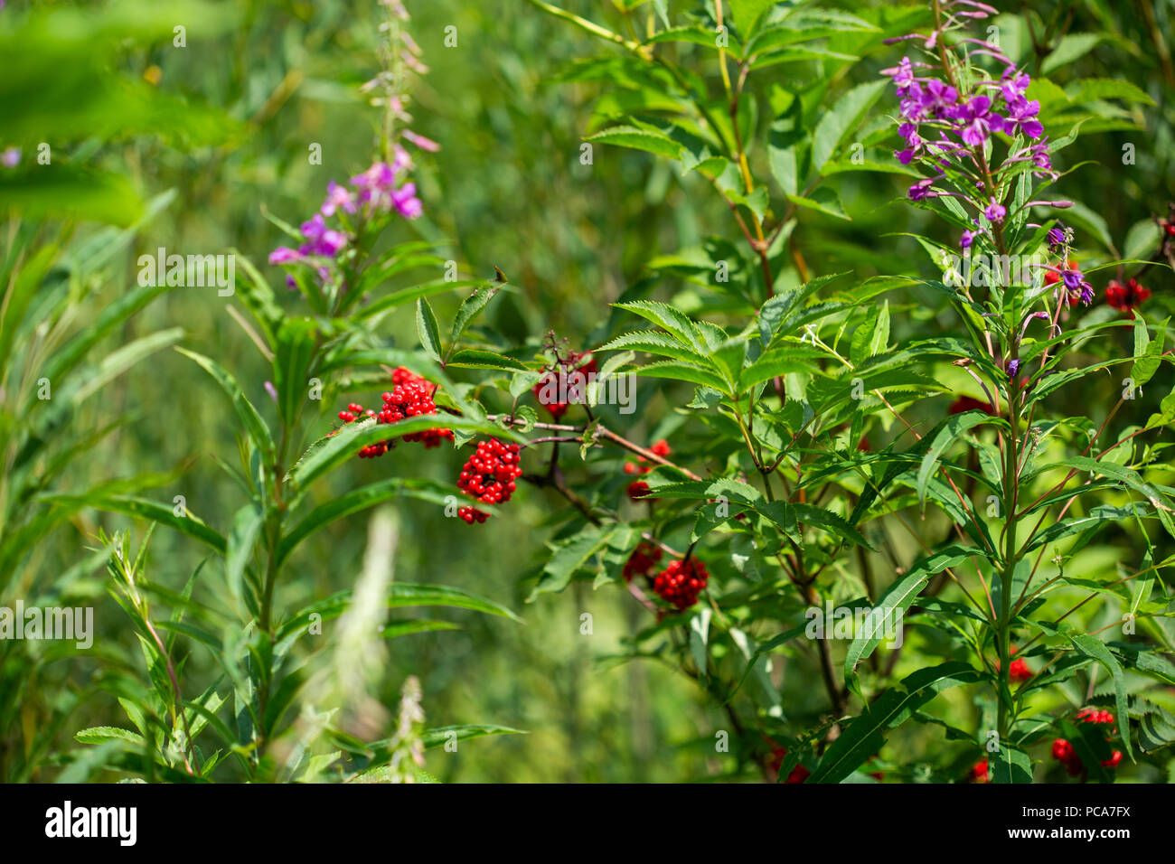 Bush of Red Elderberry. Sambucus racemosa is a species of elderberry