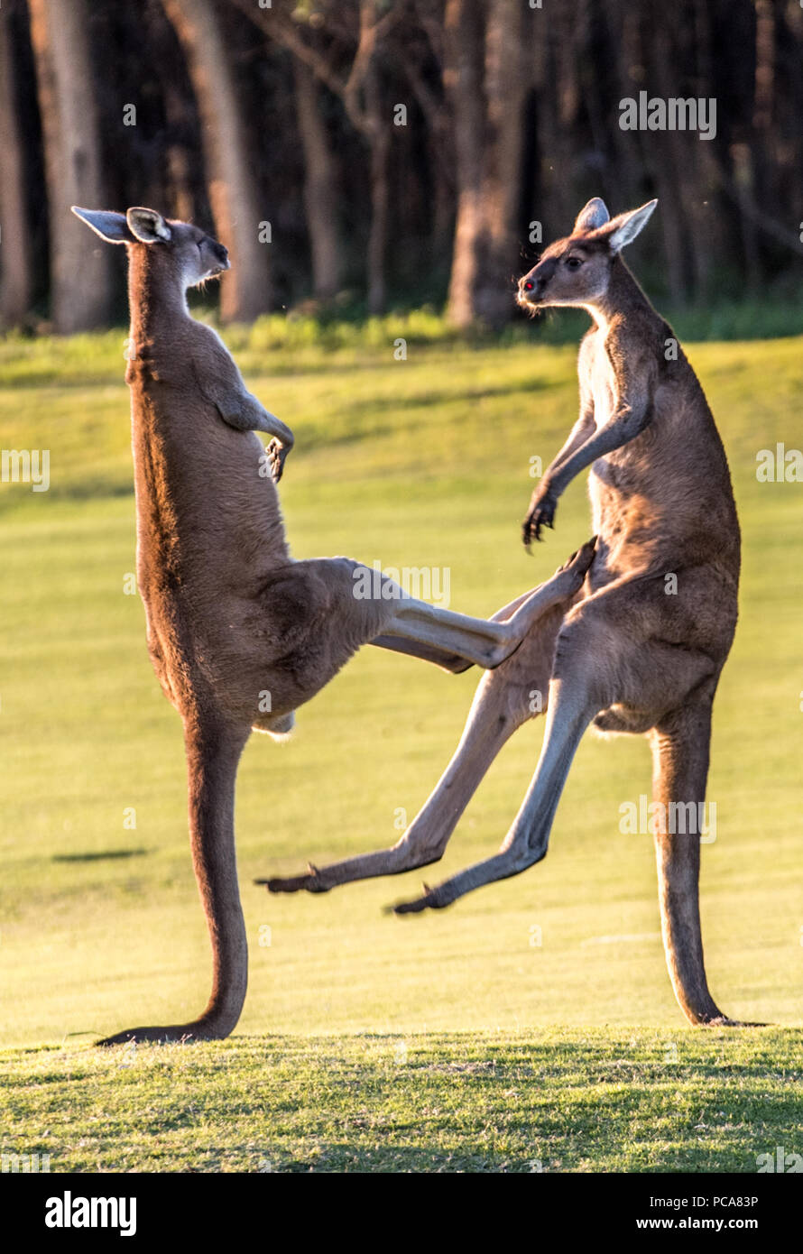 bacon emulering adelig Kangaroos fighting, Ellenbrook, Western Australia. Male kangaroos fight for  dominance and the right to mate with females in their 'mob' in spring time  Stock Photo - Alamy
