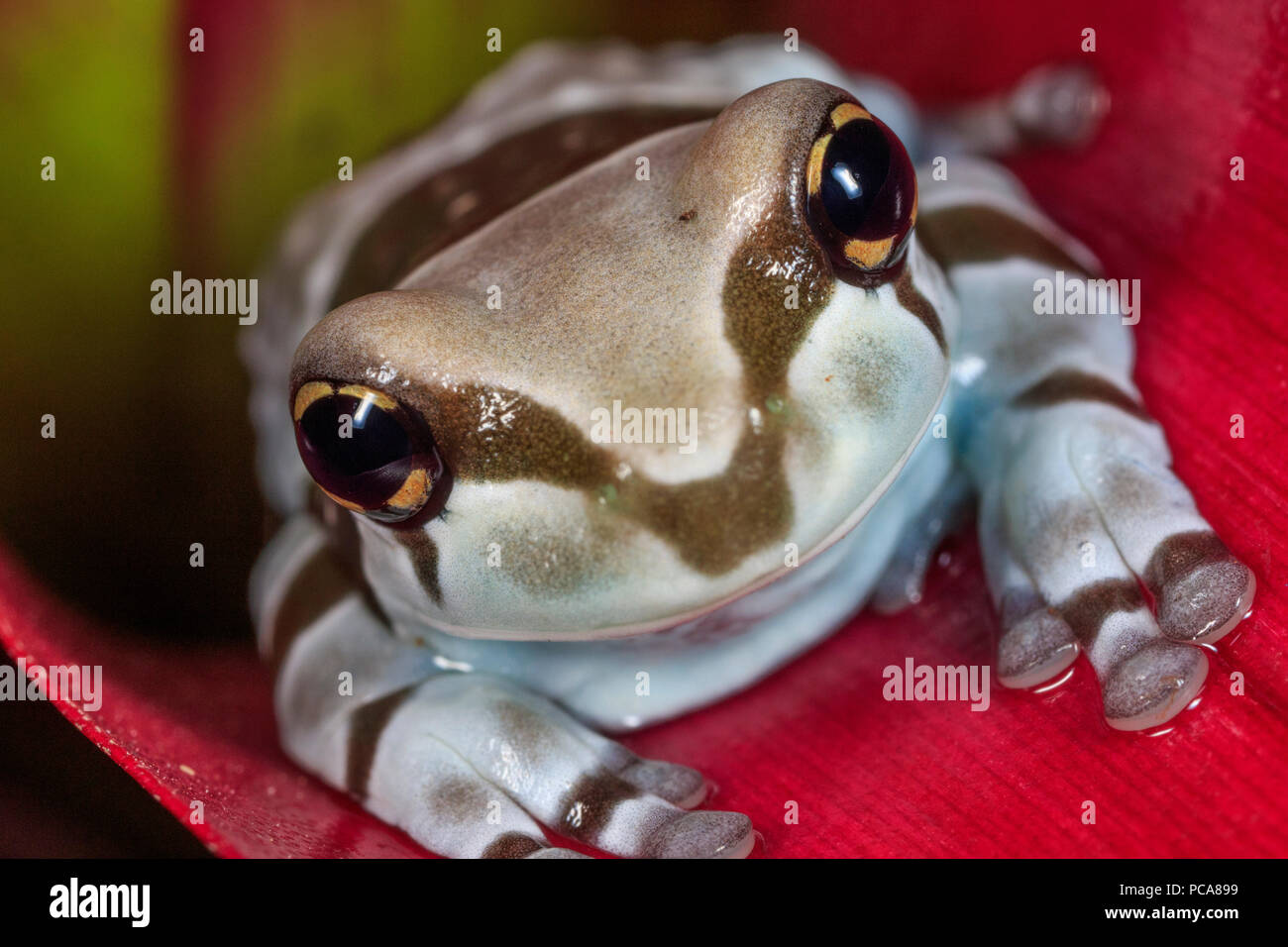 Amazon milk frogs (Trachycephalus resinifictrix Stock Photo Alamy