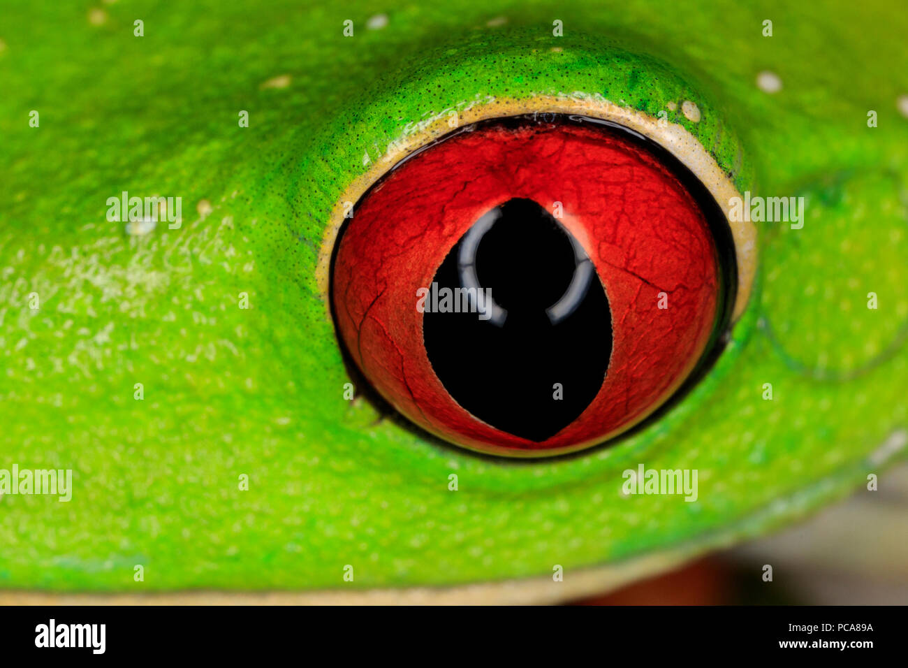 red-eyed treefrog (Agalychnis callidryas), eye detail Stock Photo