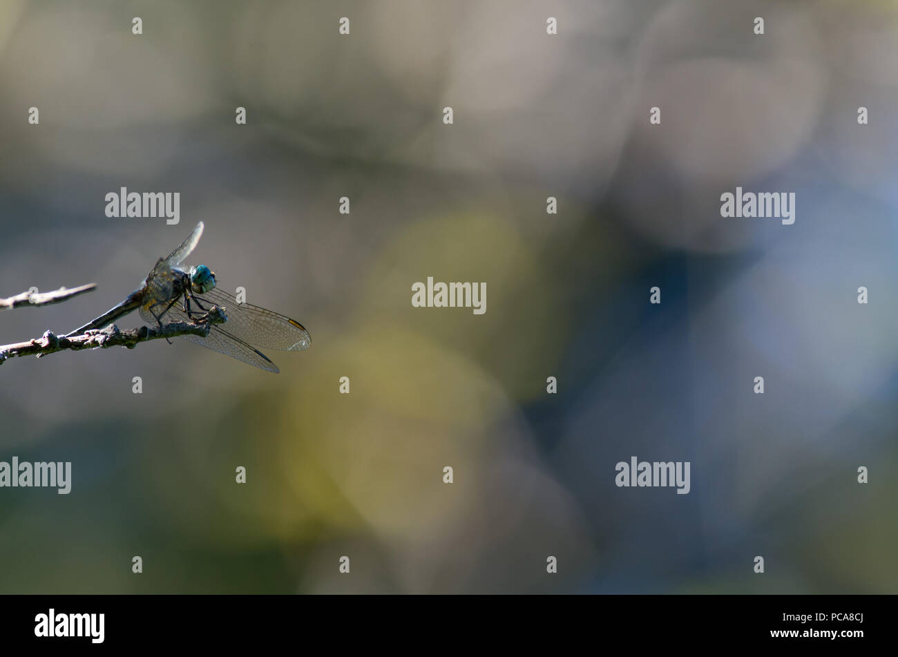 DragonFly sitting on a branch Stock Photo - Alamy