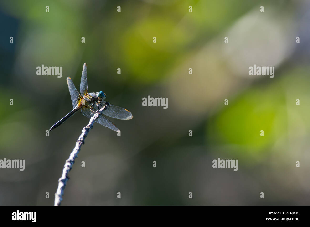 DragonFly sitting on a branch Stock Photo - Alamy
