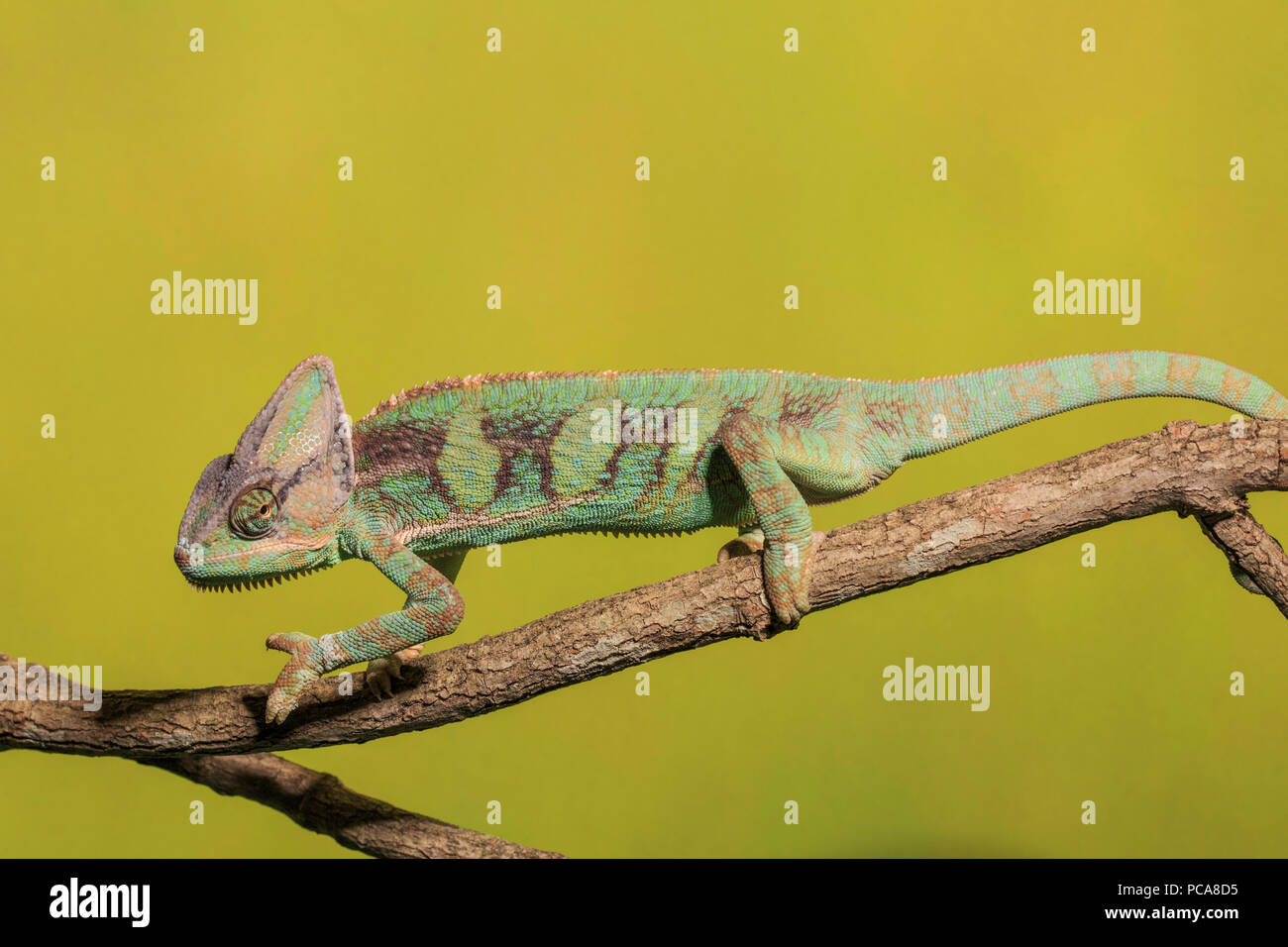 Chameleon camouflage hires stock photography and images Alamy