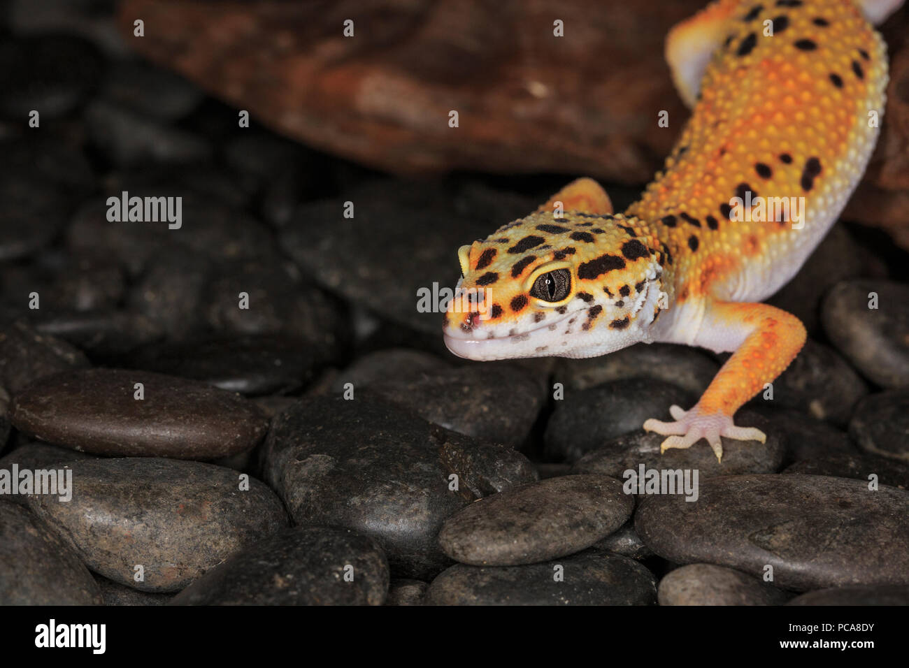 Leopard gecko (Eublepharis macularius), head close up Stock Photo