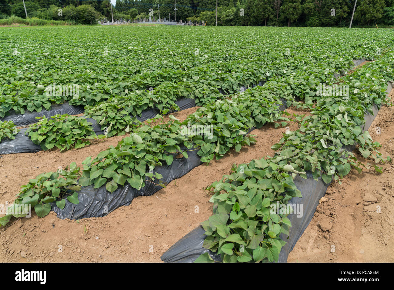 Sweet potato field at the top of Shimousa Plateau, Tako Town, Chiba