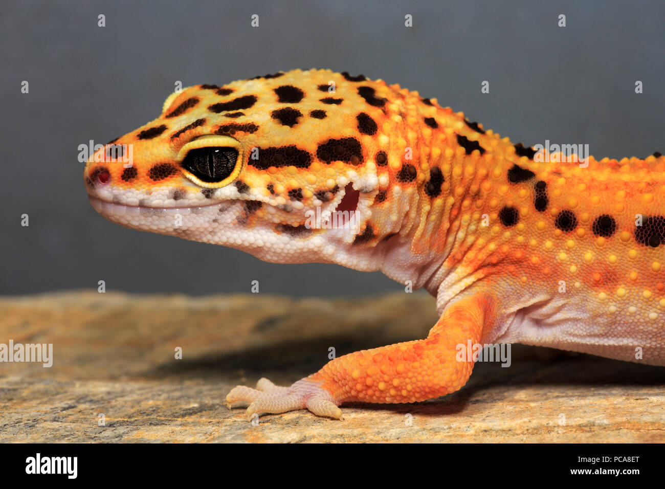 Leopard gecko (Eublepharis macularius), head close up Stock Photo - Alamy