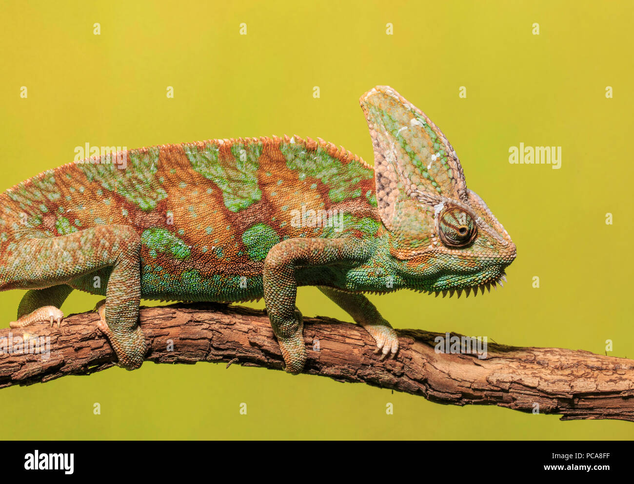 Veiled chameleon (Chamaeleo calyptratus) Stock Photo