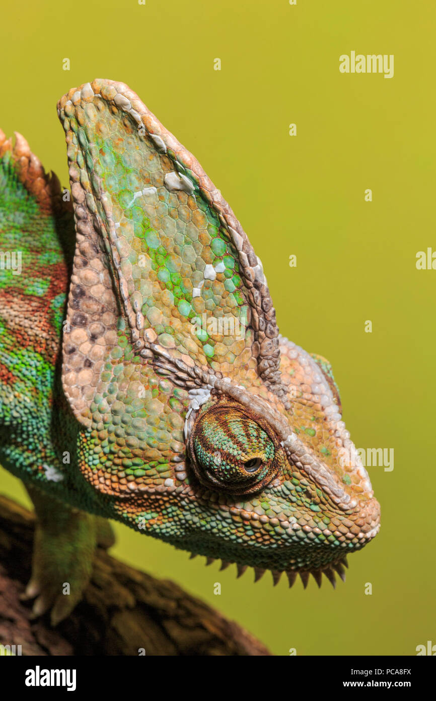 Veiled chameleon (Chamaeleo calyptratus) Stock Photo