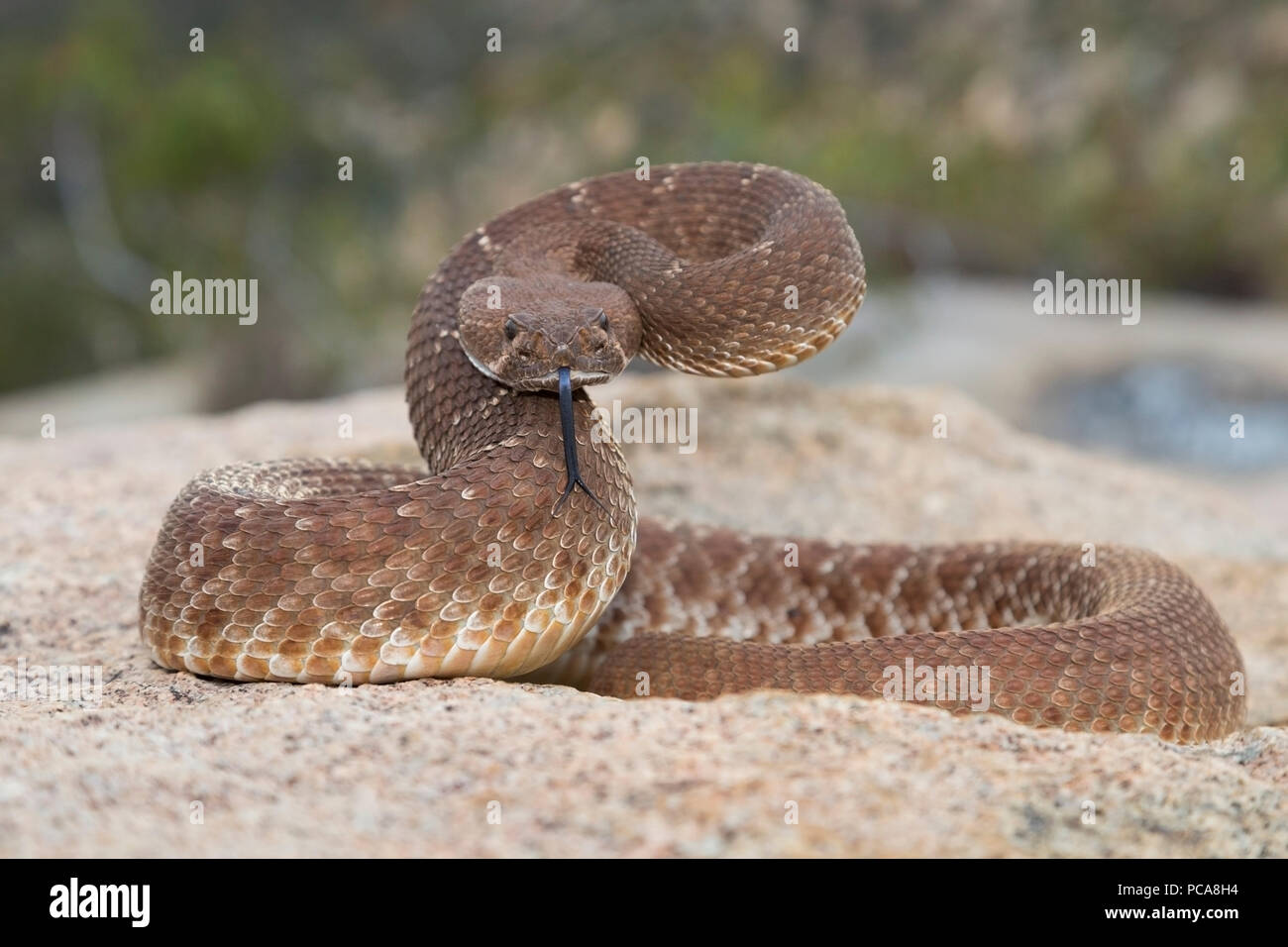 Wild Western Red Diamondback Rattlesnake (Crotalus ruber), San Diego