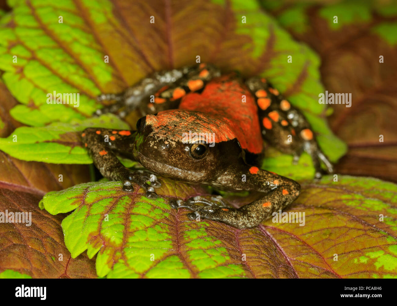 Red and black walking frog (Phrynomerus bifasciatus Stock Photo - Alamy