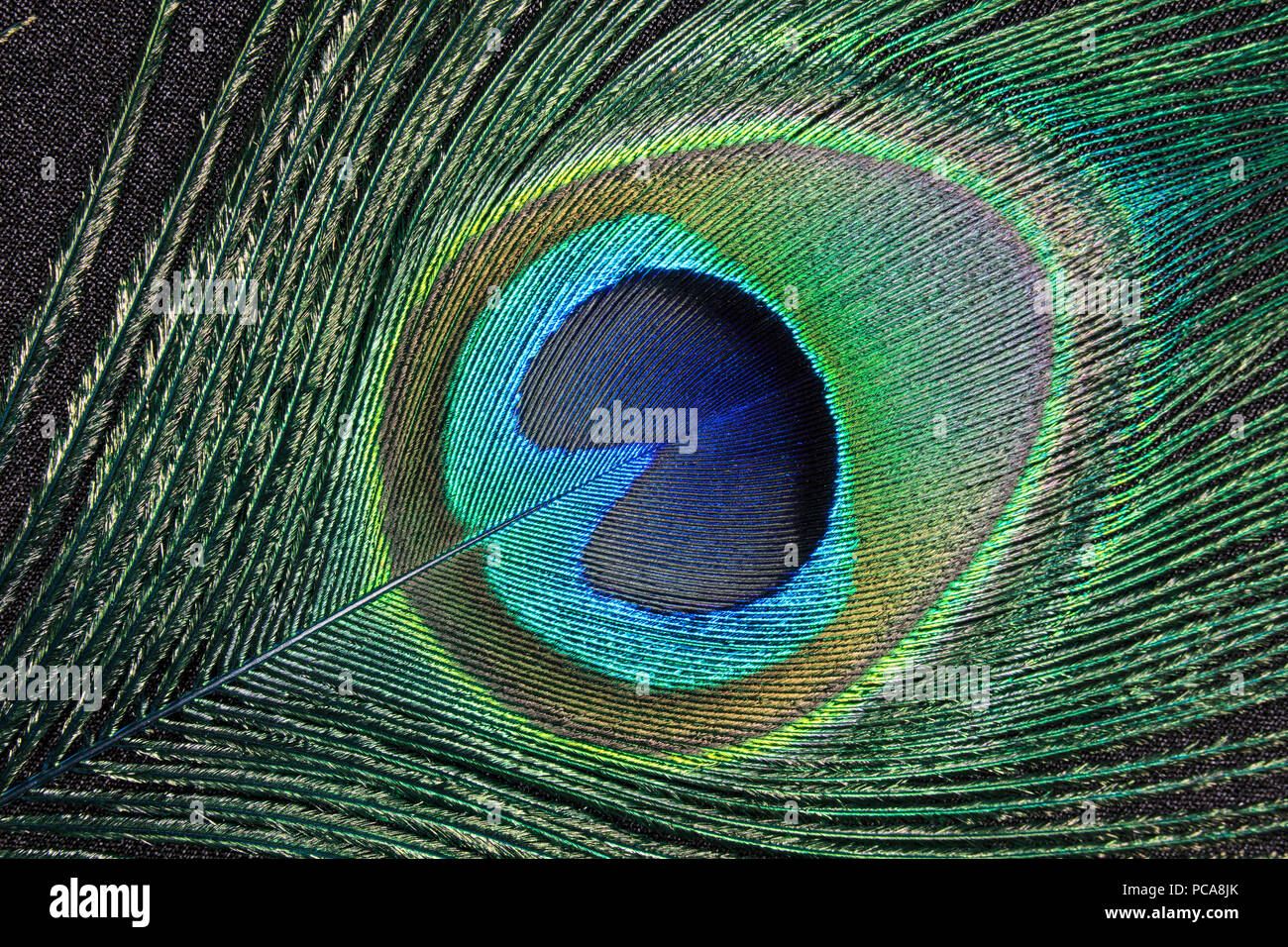 Peacock feather Stock Photo