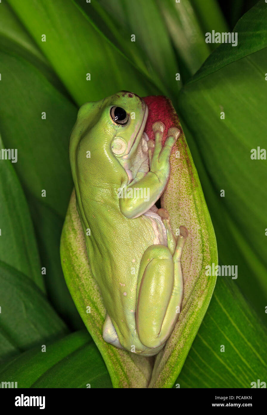 Australian dumpy tree frog or White's tree frog (Litoria caerulea) Stock Photo