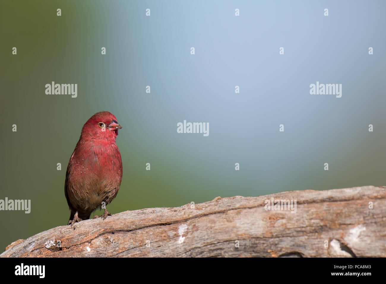 Finches Stock Photo