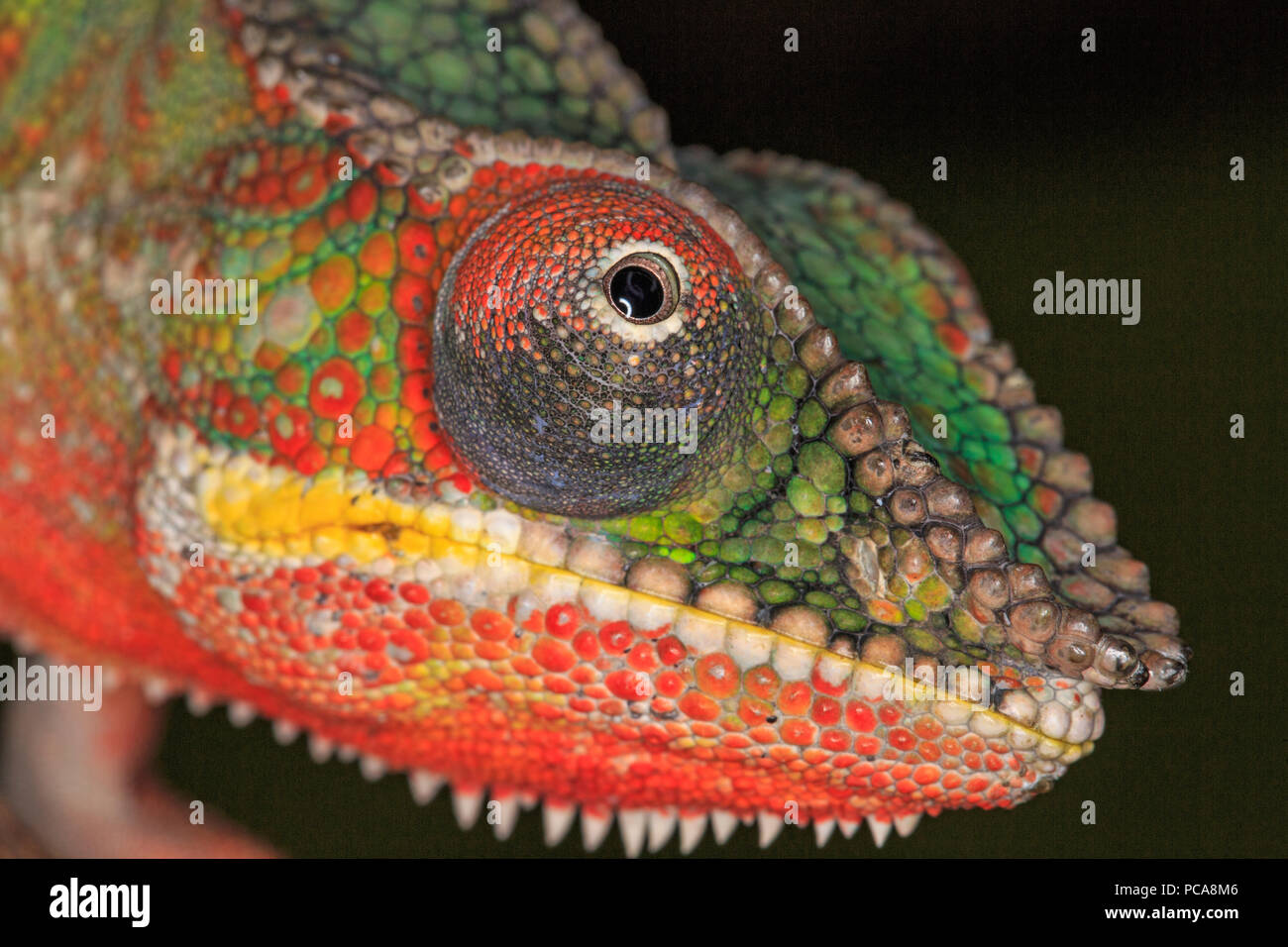 Ambilobe panther chameleon (Furcifer pardalis) Stock Photo