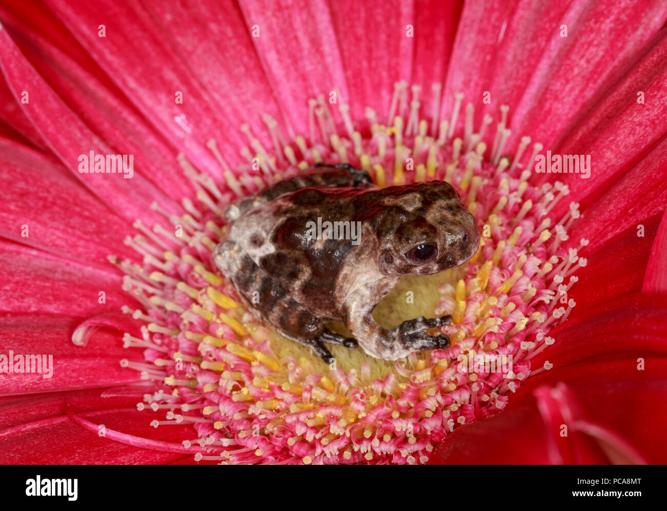 Bird poop tree frog (Hyla mamorata Stock Photo Alamy