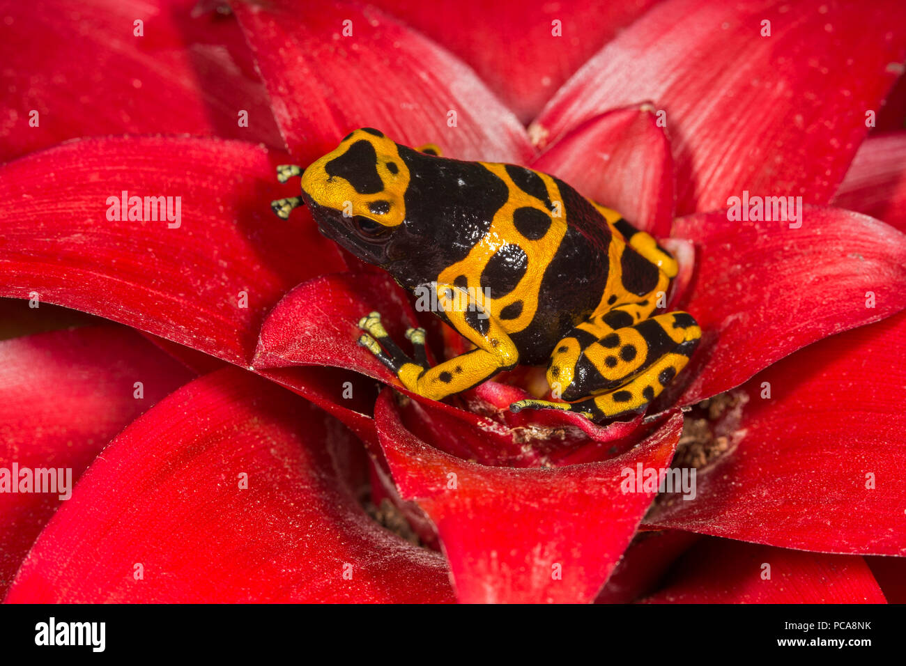 Bumblebee dart frog (Dendrobates tinctorius Stock Photo Alamy