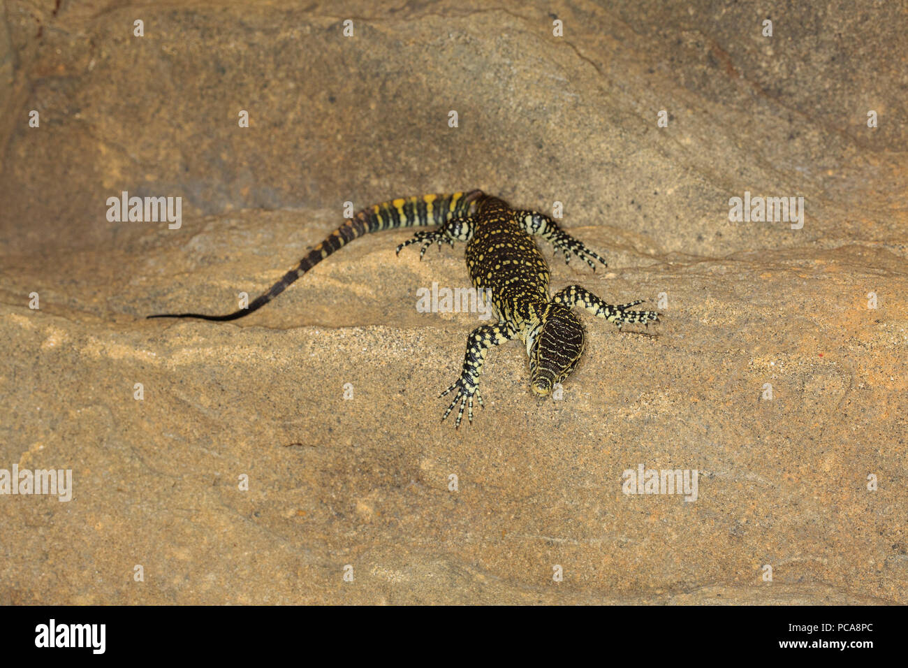 Nile monitor (Varanus niloticus) Stock Photo