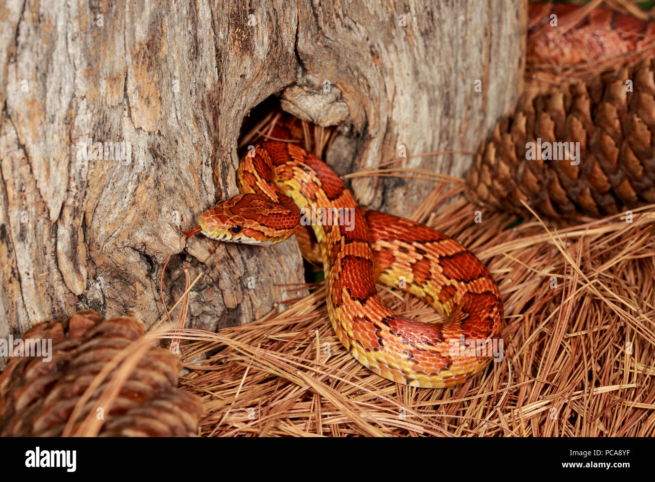 Corn snake (Pantherophis guttatus) Stock Photo
