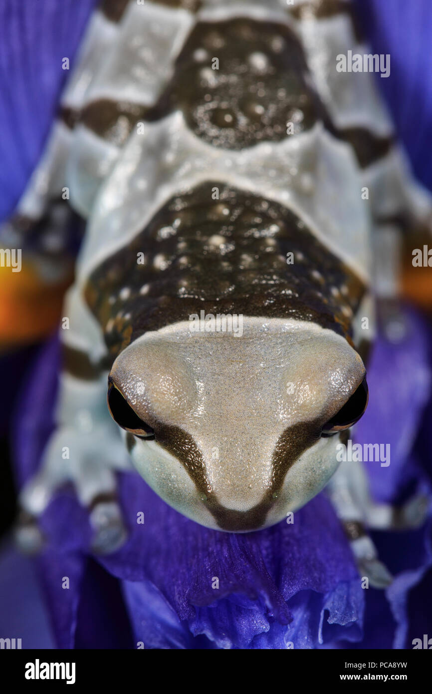 Amazon milk frogs (Trachycephalus resinifictrix Stock Photo Alamy