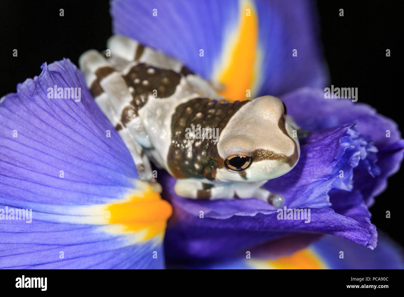 Amazon milk frogs (Trachycephalus resinifictrix Stock Photo Alamy