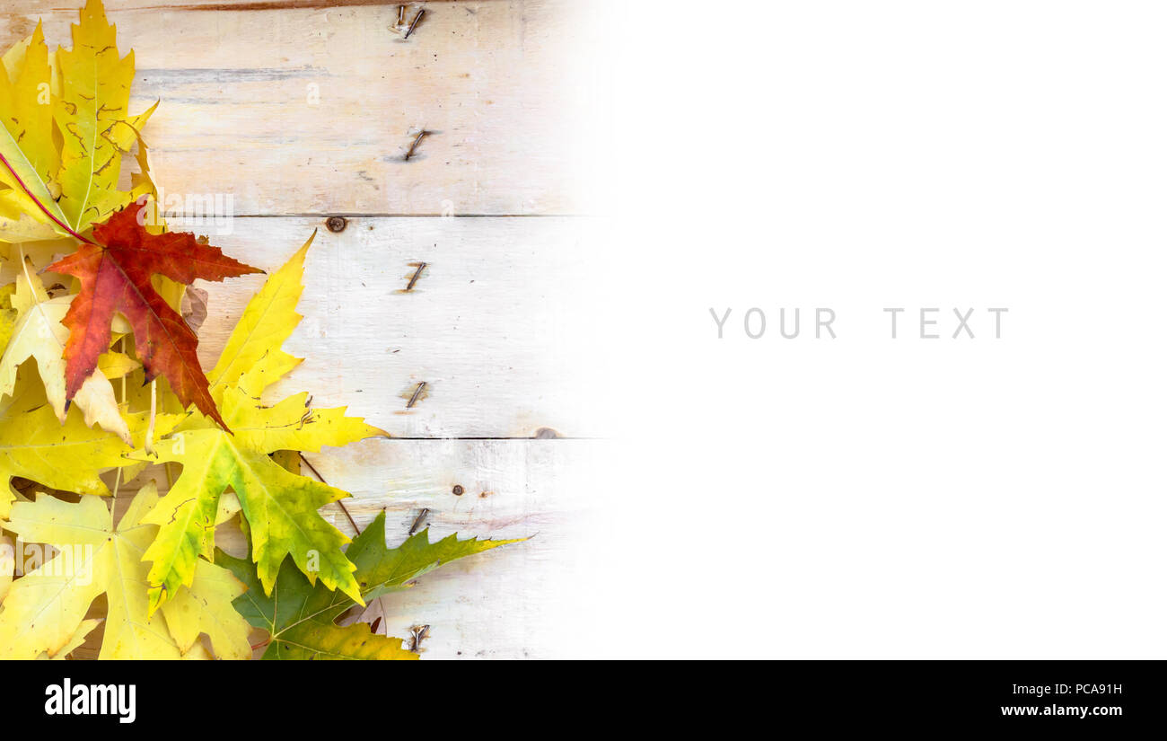 Autumn background with colored leaves on wooden board and white ...