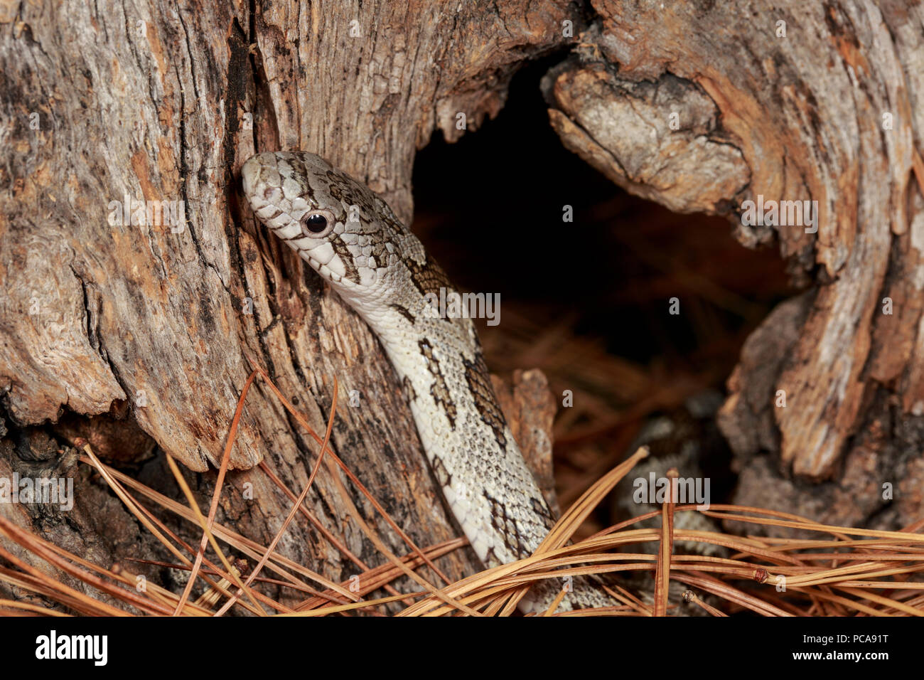Gray rat snake (Pantherophis spiloides) Stock Photo
