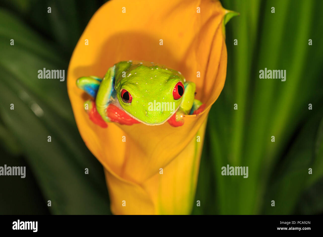 Red-eyed tree frog (Agalychnis callidryas) on orange calla lily Stock Photo