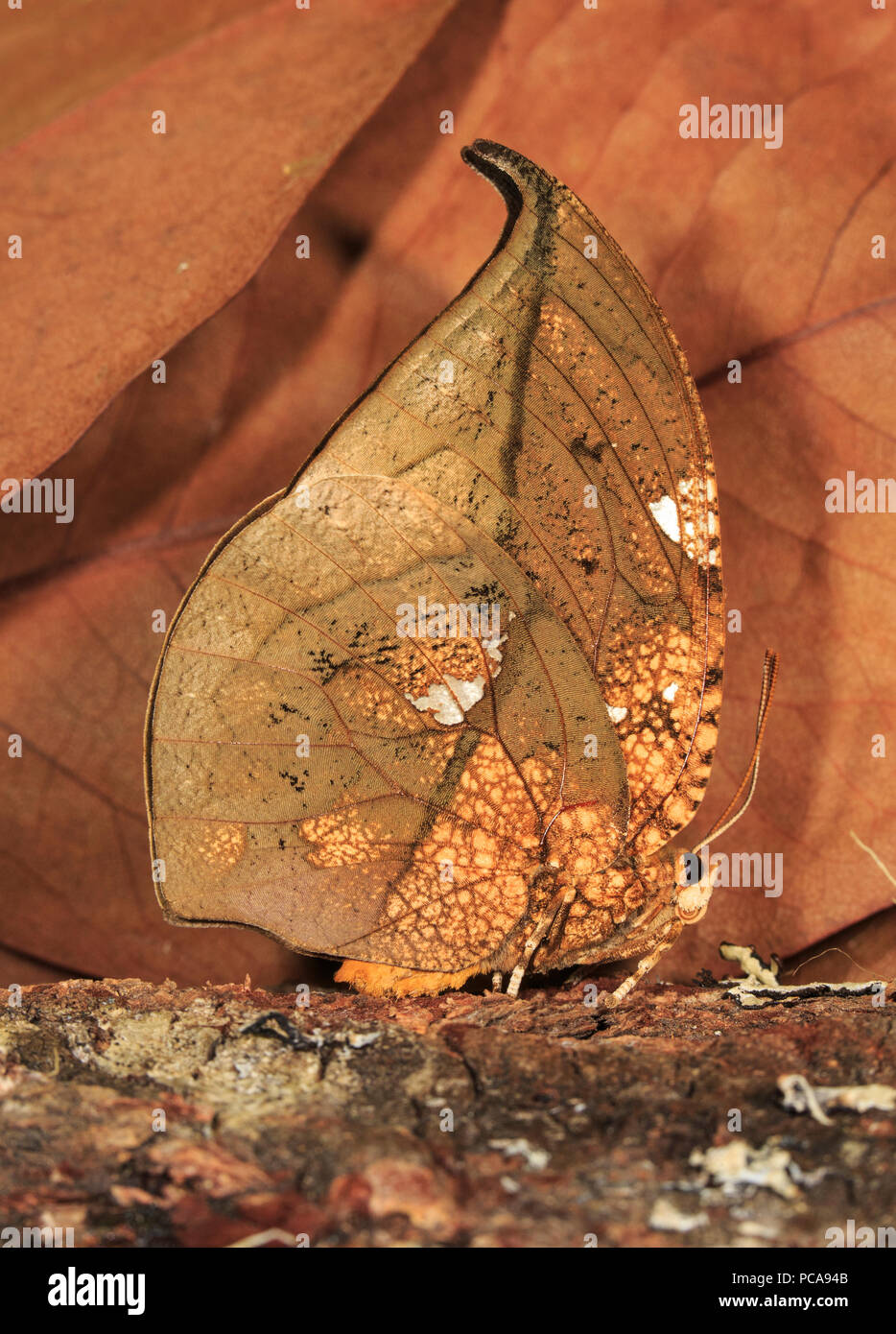 Leaf mimic butterfly on log. Stock Photo