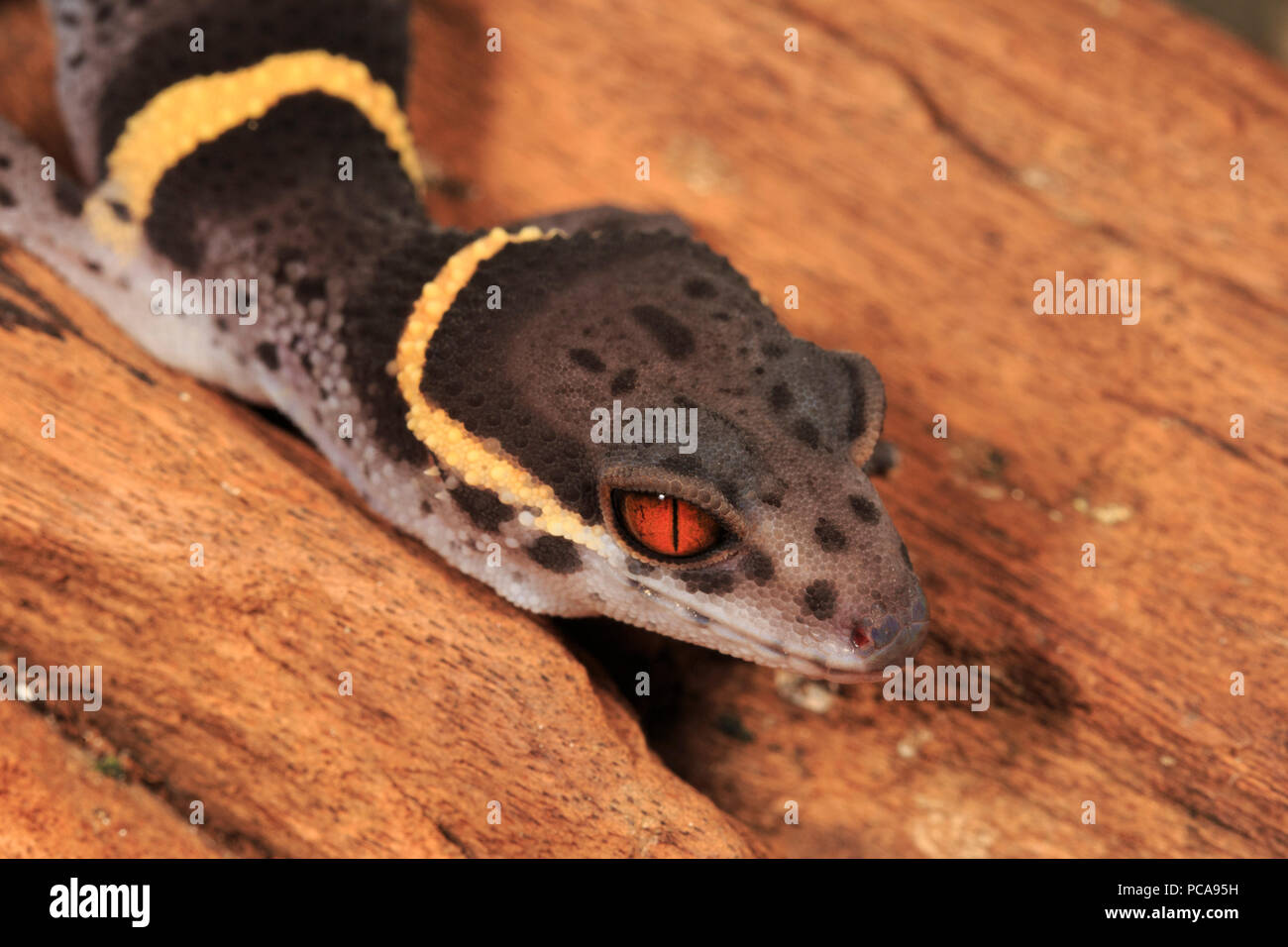 Chinese cave gecko (Goniurosaurus hainanensis) Stock Photo