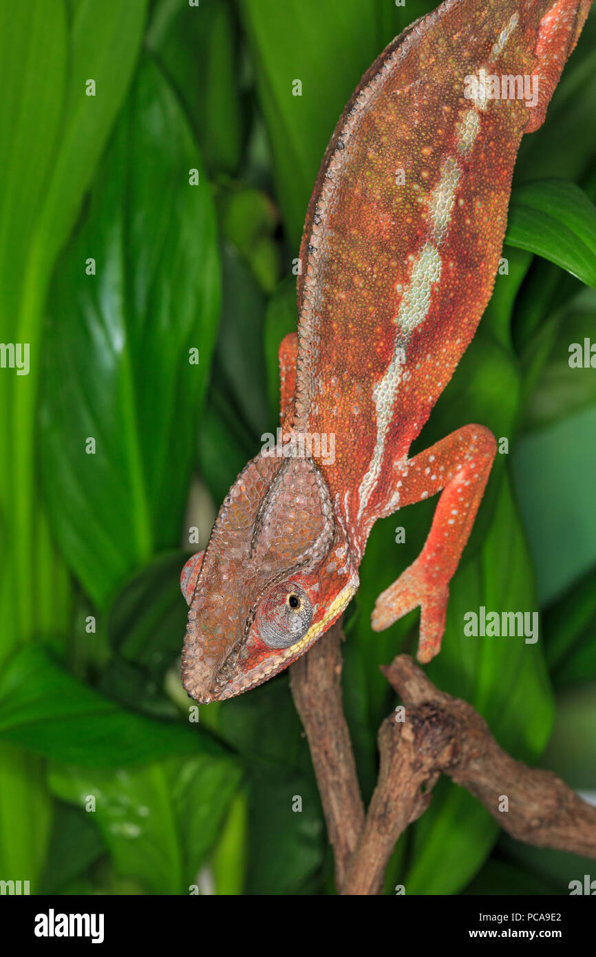 Ambilobe panther chameleon (Furcifer pardalis) Stock Photo