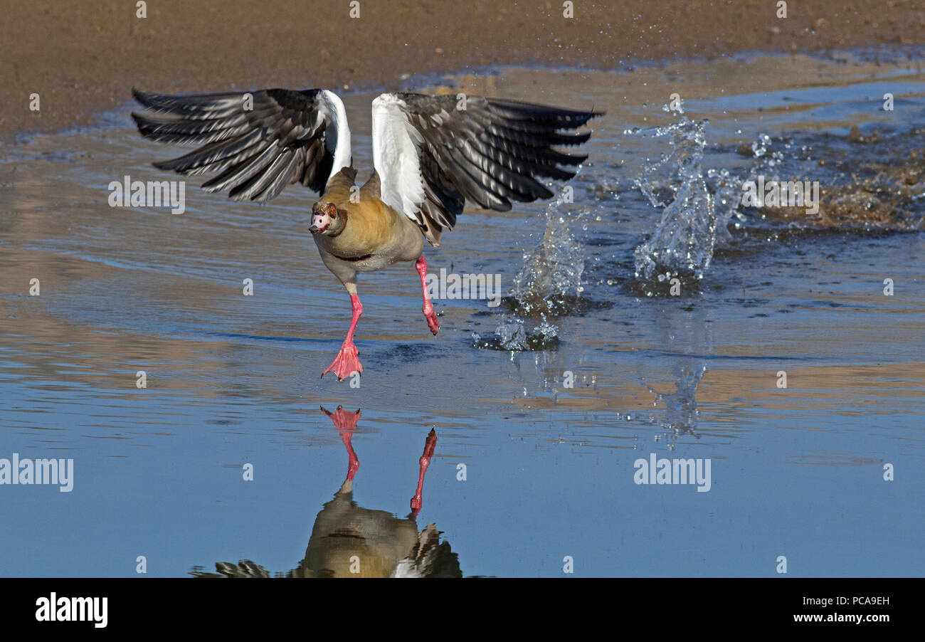 Egyptian Goose taking off Stock Photo - Alamy