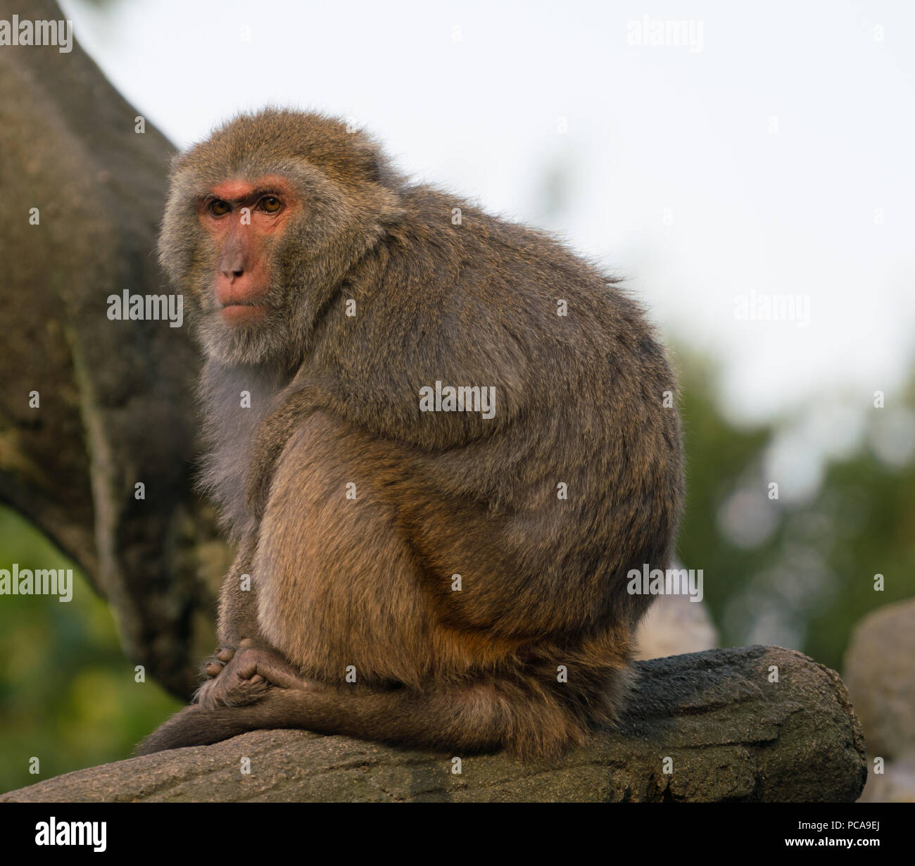 Taiwanese Formosan rock macaque monkey looking at sunset Stock Photo