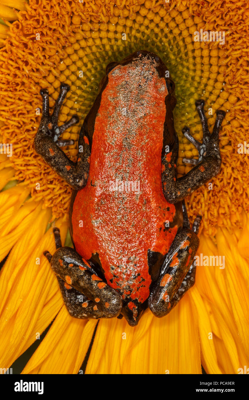 Red and black walking frog (Phrynomerus bifasciatus Stock Photo