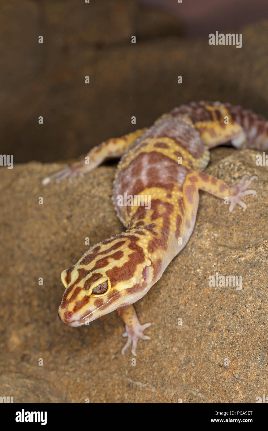 Leopard gecko (Eublepharis macularius) Stock Photo