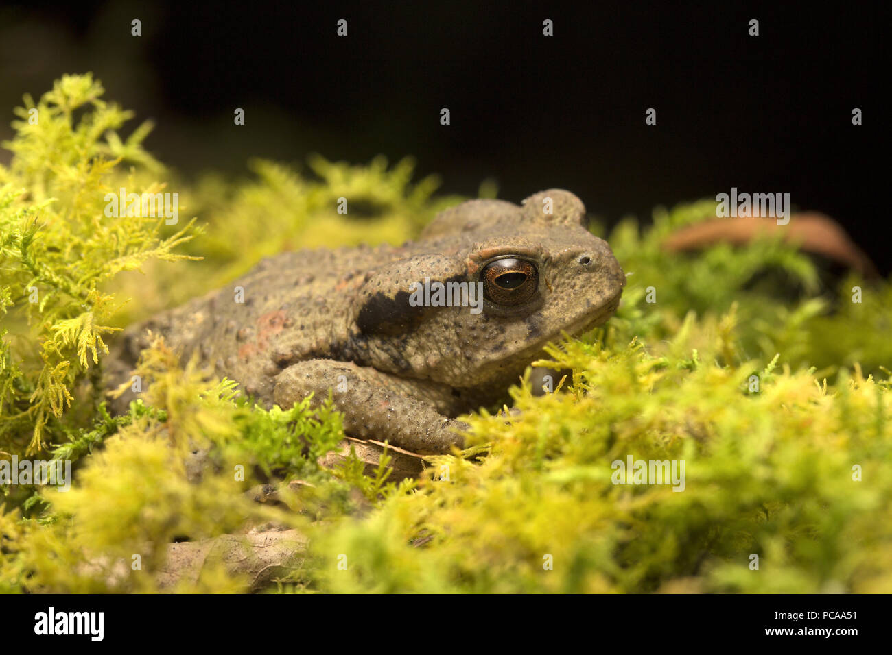 Bufo bankorensis, Central Formosa toad, Bankor toad Stock Photo