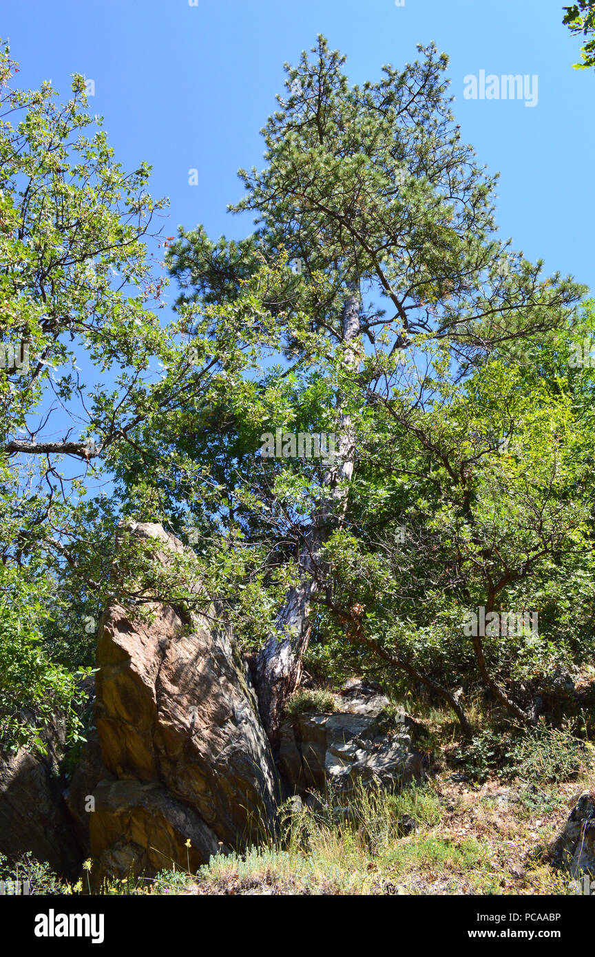 Western Rhodopes In the Forest, Western Rhodopes Mountains, Bulgaria Stock Photo - Alamy