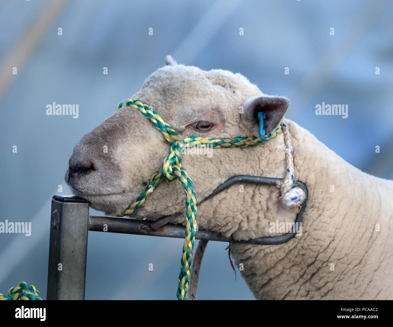 Sheep in harness being prepared for judging in major agricultural show
