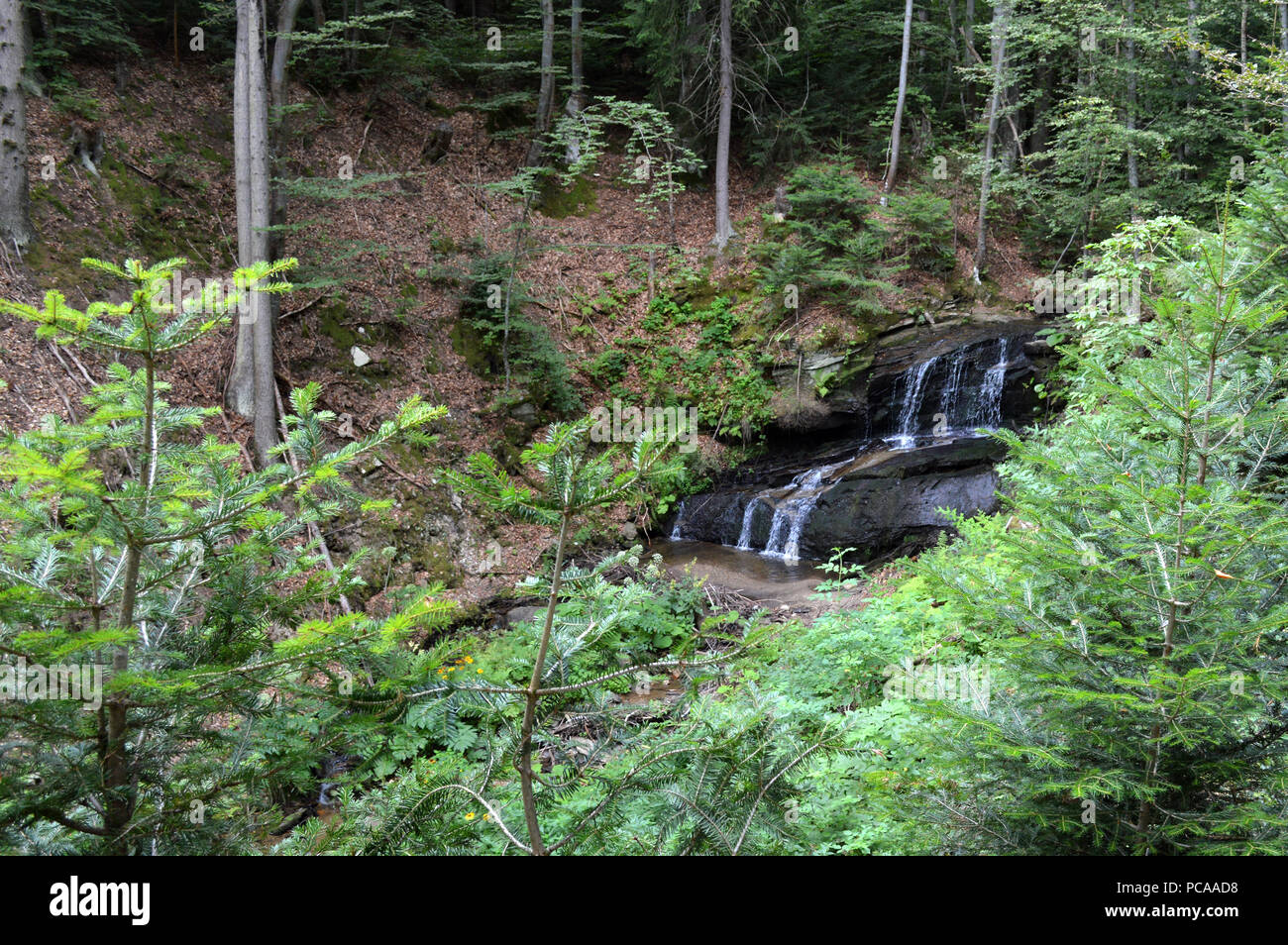 Western Rhodopes In the Forest, Western Rhodopes Mountains, Bulgaria Stock Photo - Alamy