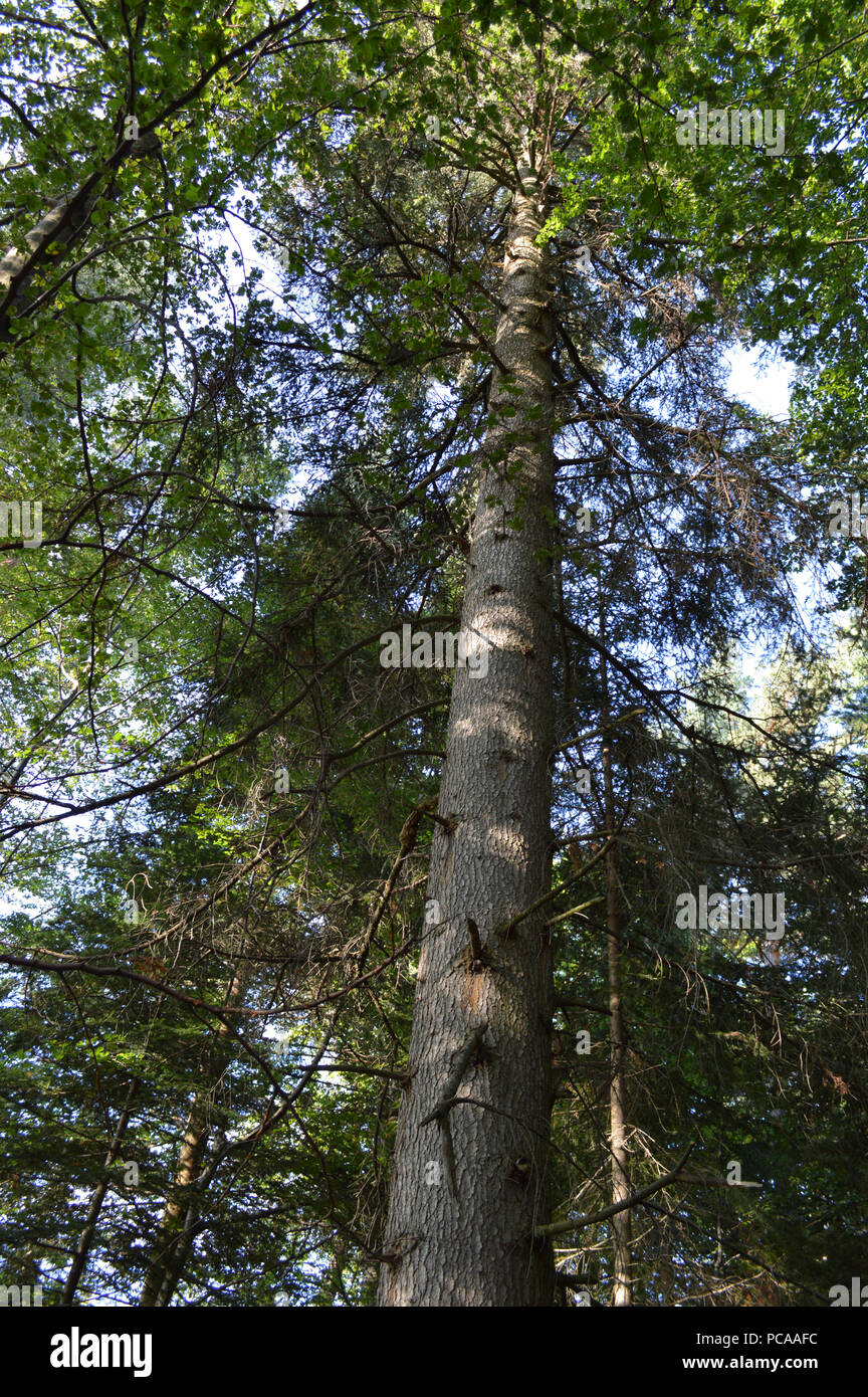 Western Rhodopes In the Forest, Western Rhodopes Mountains, Bulgaria Stock Photo - Alamy