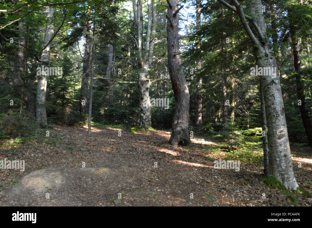Western Rhodopes In the Forest, Western Rhodopes Mountains, Bulgaria Stock Photo - Alamy