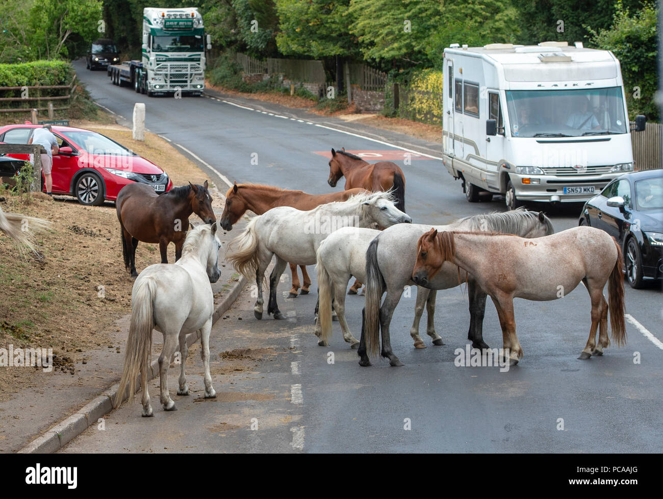 New Forest ponies causing traffic delays through Burley near Ringwood. Stock Photo
